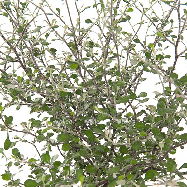 corokia maori green 19 cu