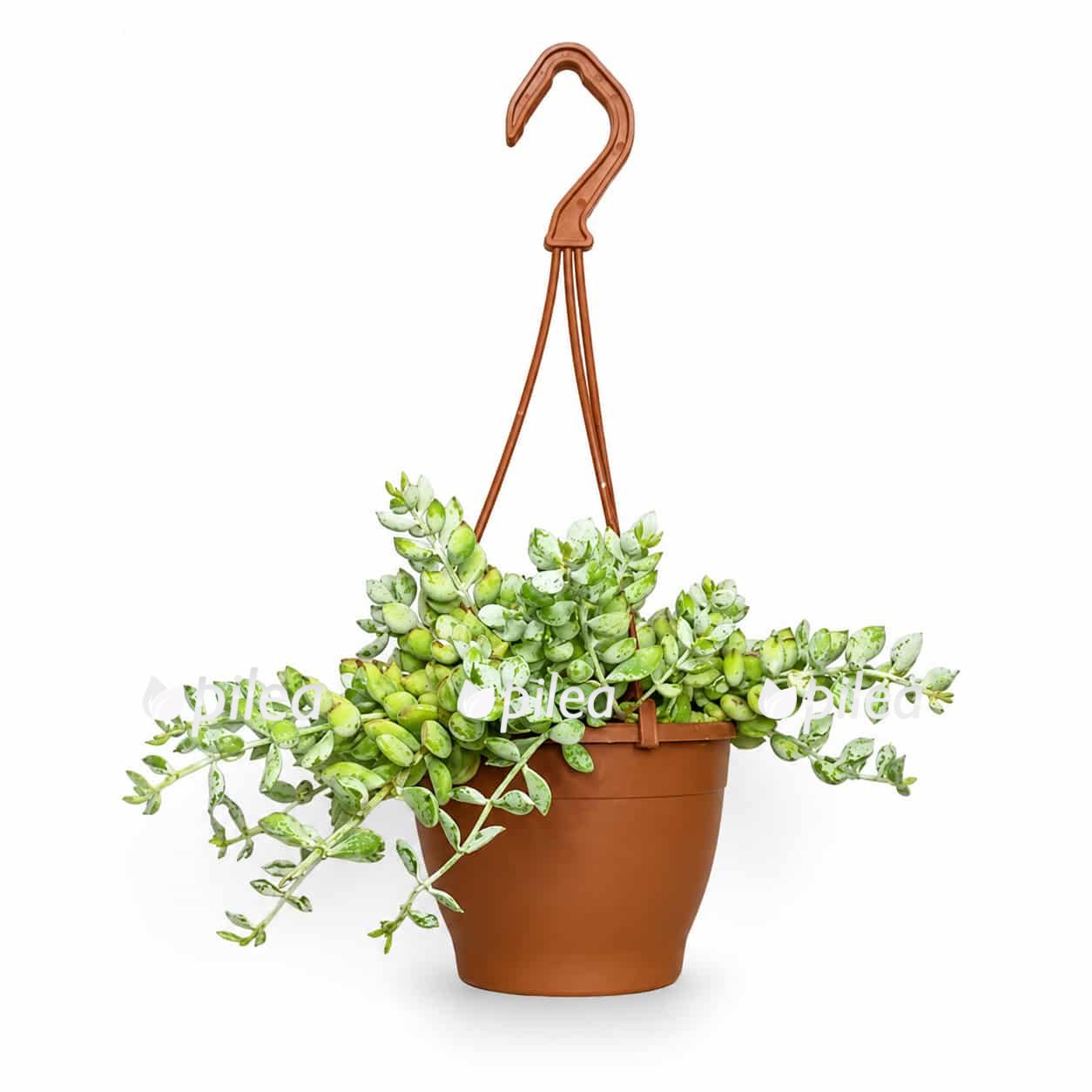 cotyledon higginsiae