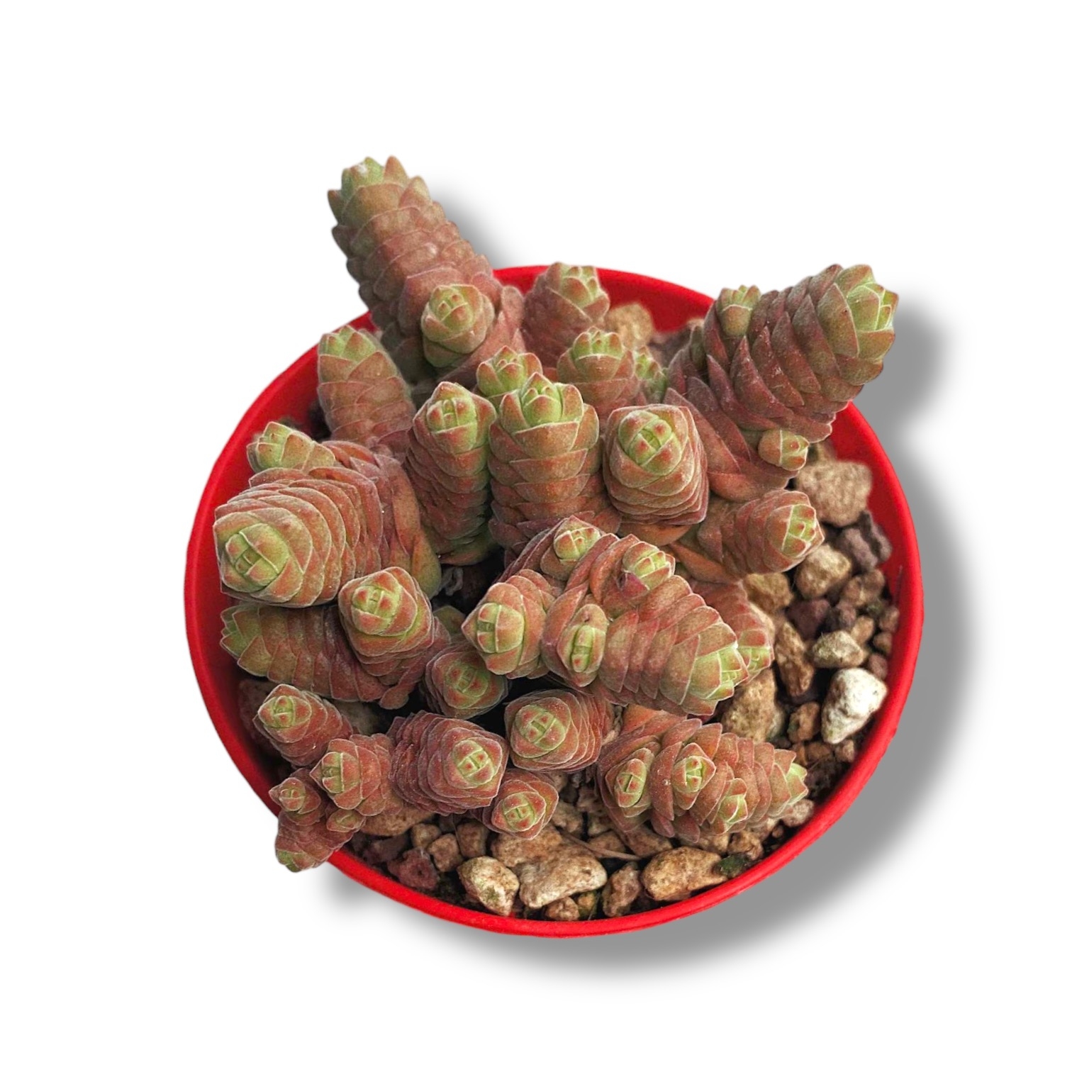 crassula-columnella.jpeg crassula columnella