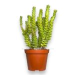 crassula green pagoda e1722952033783