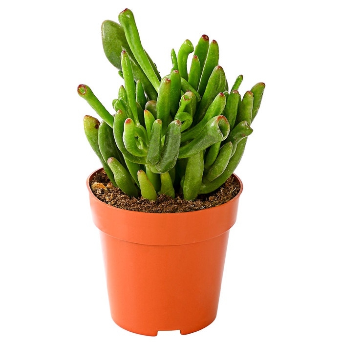 crassula ovate gollum