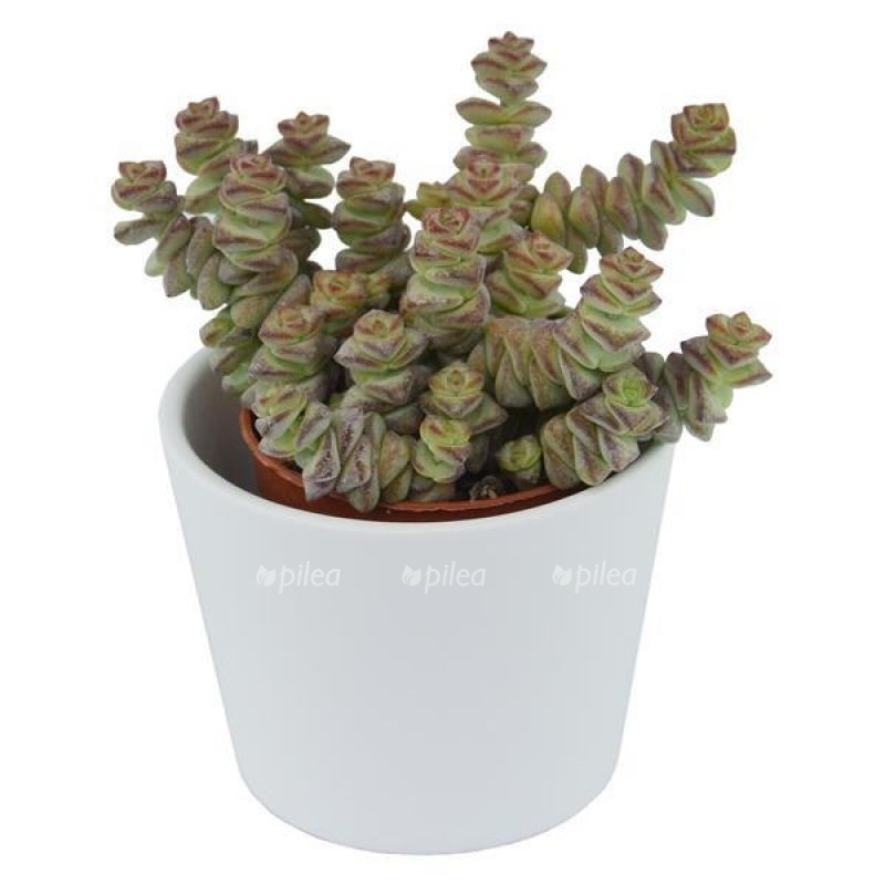 crassula rupestris marnieriana hottentot3