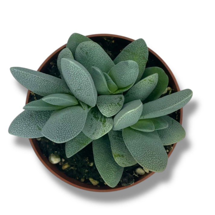 crassula tecta e1773906332735