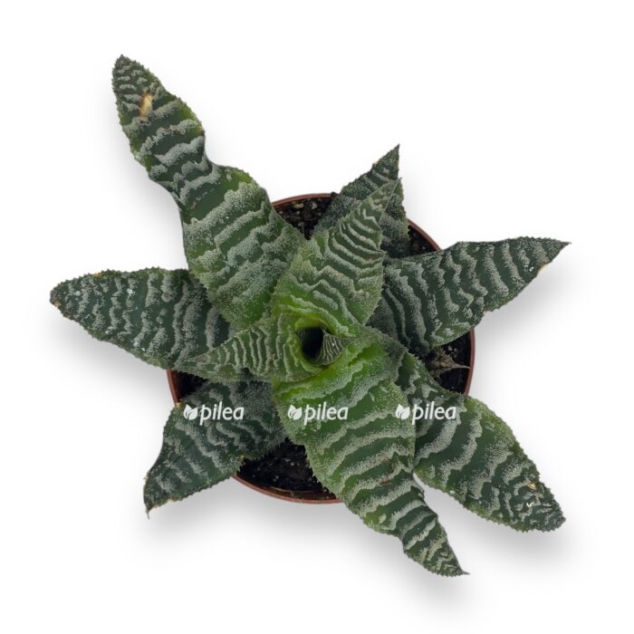 cryptanthus zonatus e1719906070499