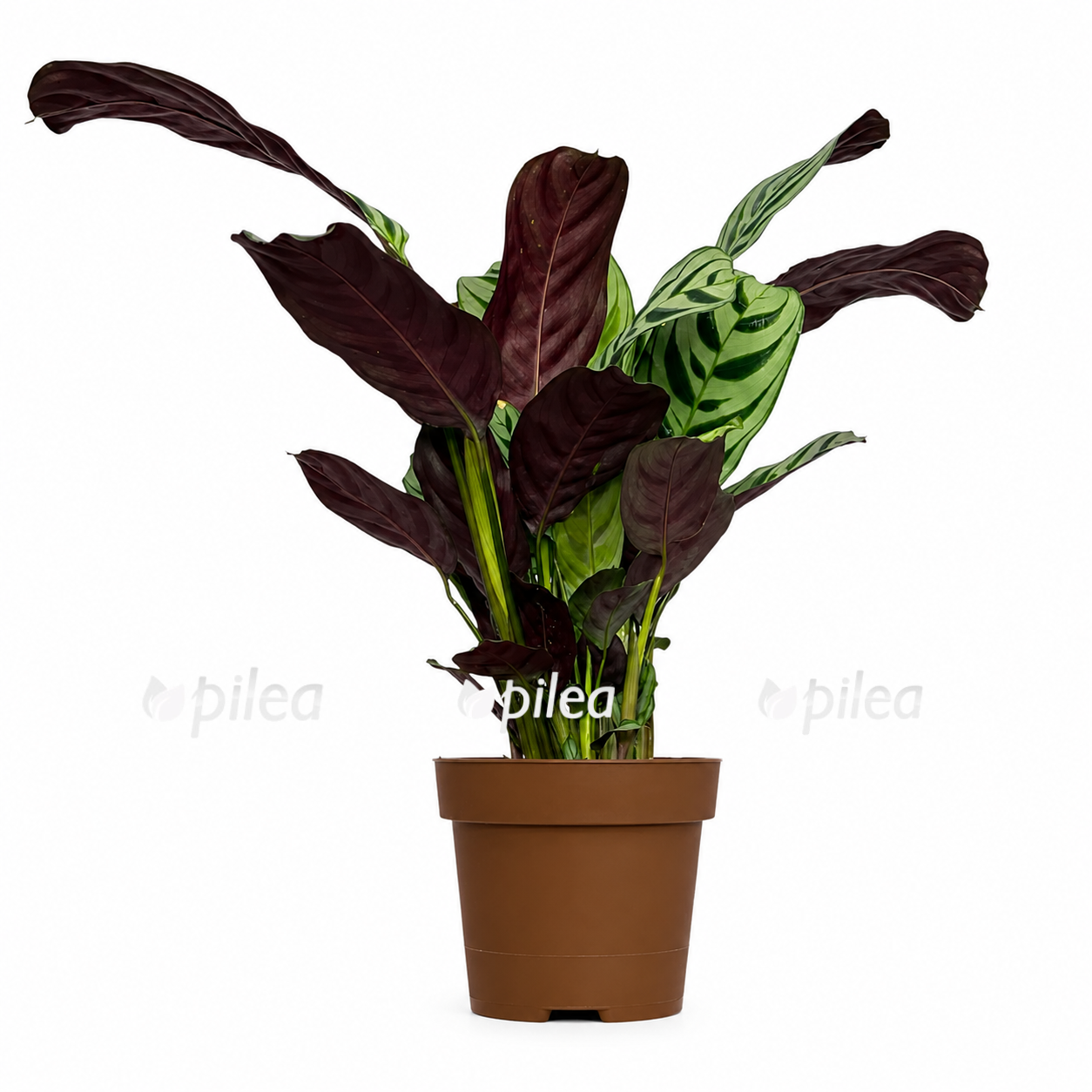 ctenanthe burle