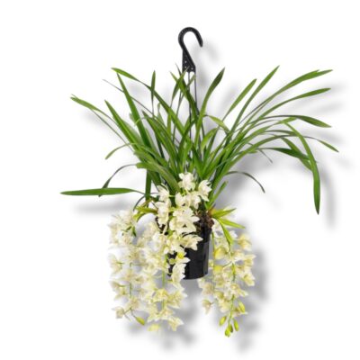 cymbidium ice cascade