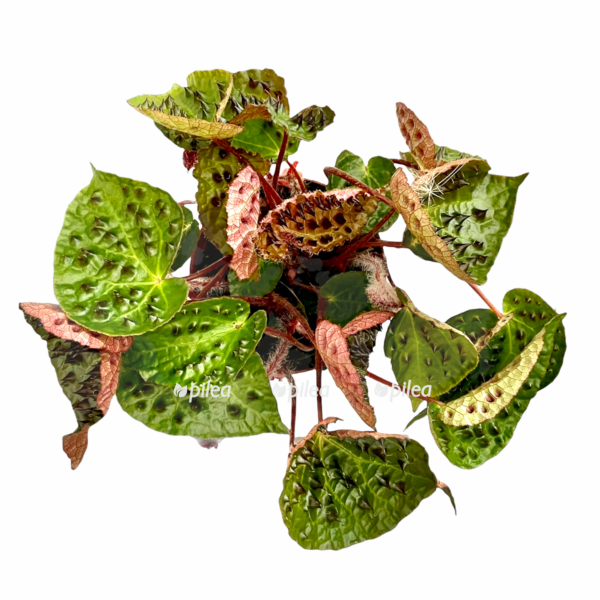 d09d8a9d 4dcc 4e2a a75f 4380b03ee0e3 e1675705634514