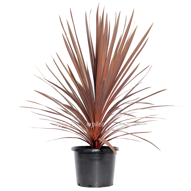 Кордилина Австралийская Ред Стар купить