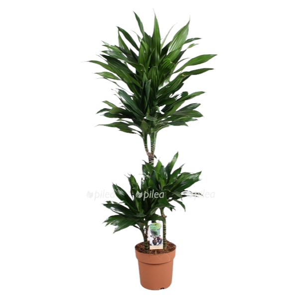 d2b88da5 b211 4f98 844a a1e5865411a6