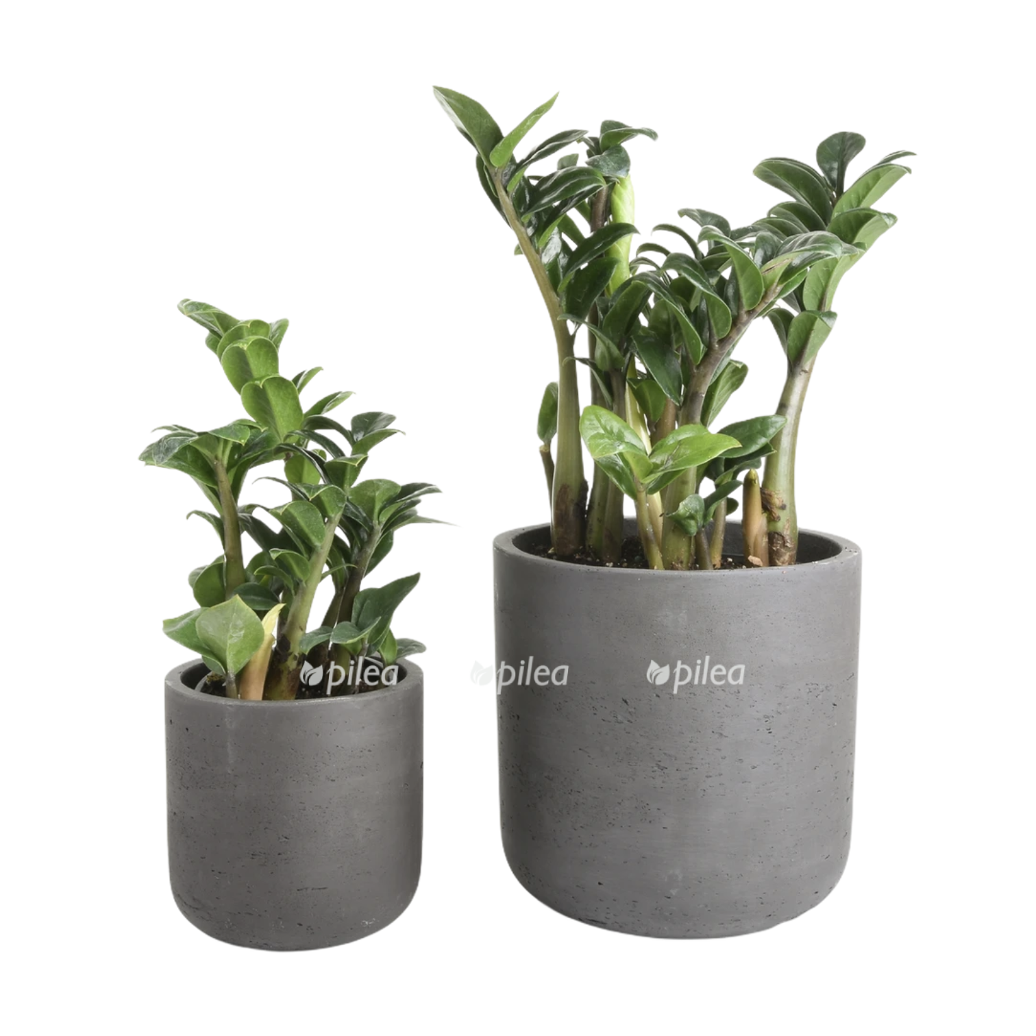 d2c03b79 b6fb 4add 921b 809002765878