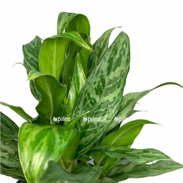 d2c8bb97 2d03 4572 9b67 1853339bfeb1 e1626111133276