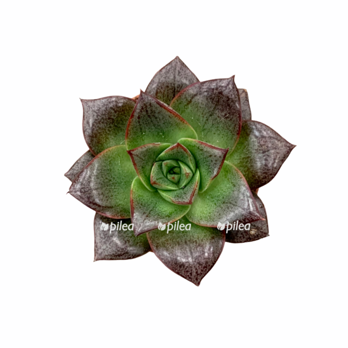 d3827220 f090 4d65 b03d 63df03e25fb7 e1680486528548