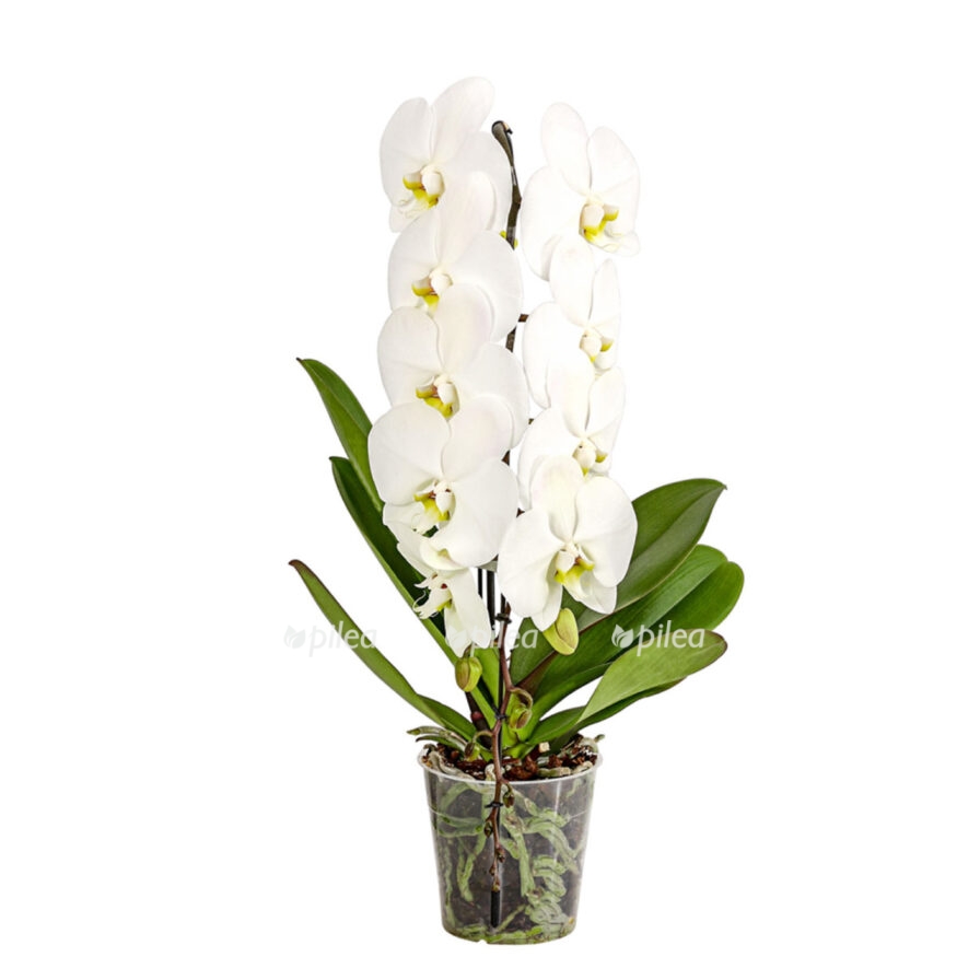 d44b381a 01df 4e57 8f00 628fd34cb600 e1681149513368