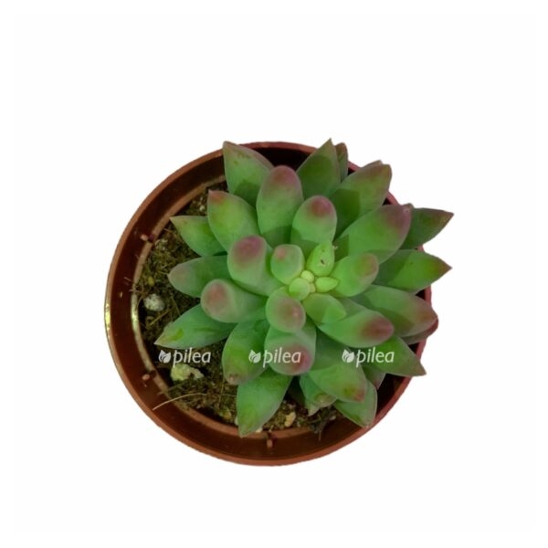 d53ee52a b031 449a 85b3 30d3adff8599 e1602921850177