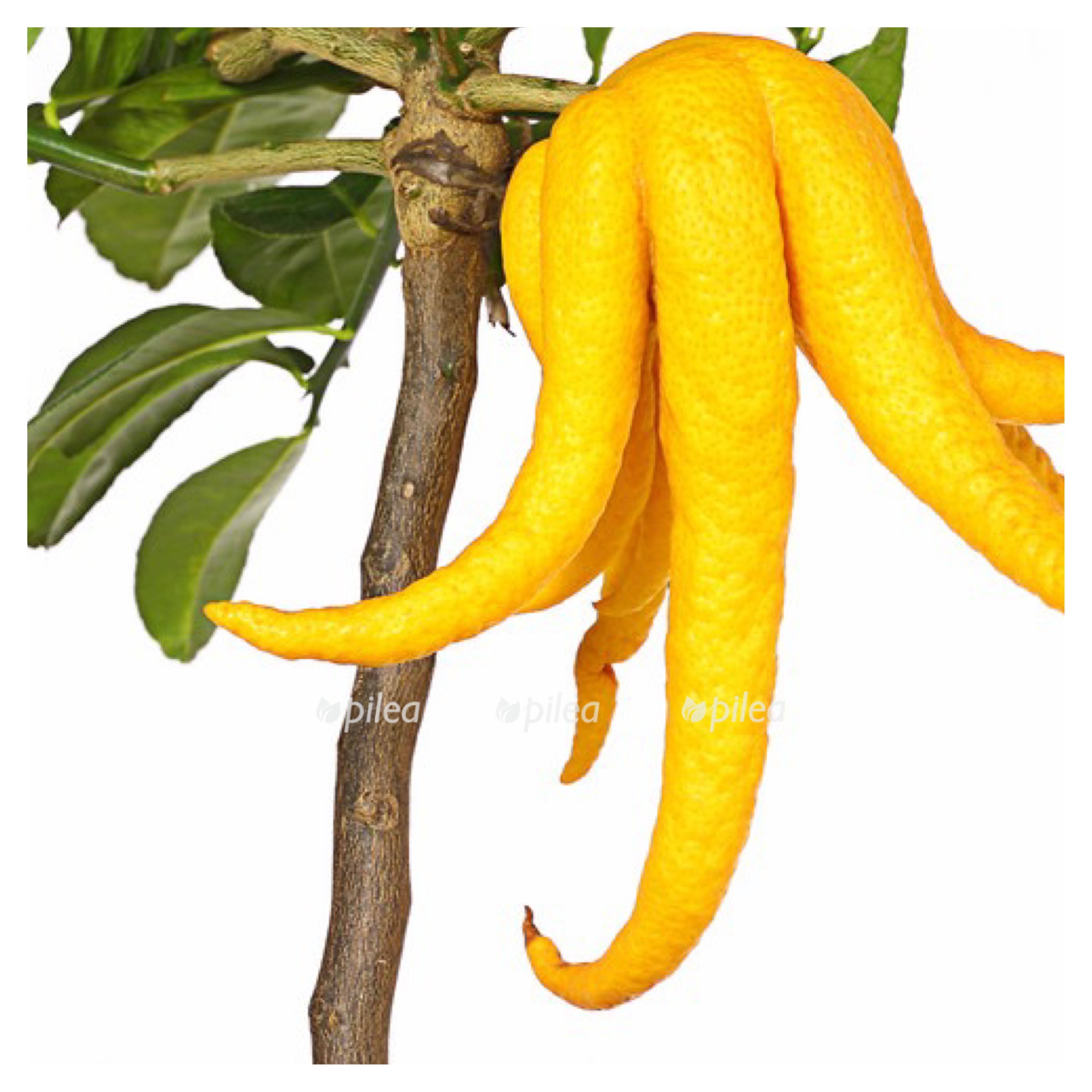 d5deea12 4820 4d4c 8ab3 c12ad35ff0fa