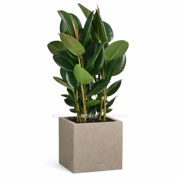 d84268e6 0e68 4a3f 9fe1 b2e6565a706d e1768378486495