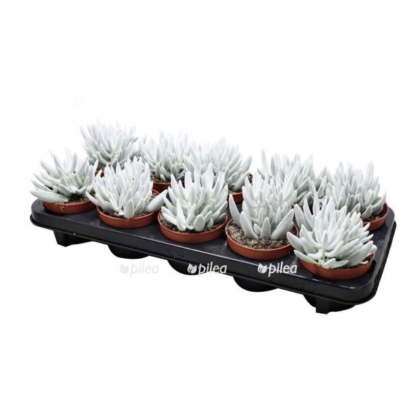 d9ef101f 0faa 401f 894d 8cf0f2521272 e1620849443758