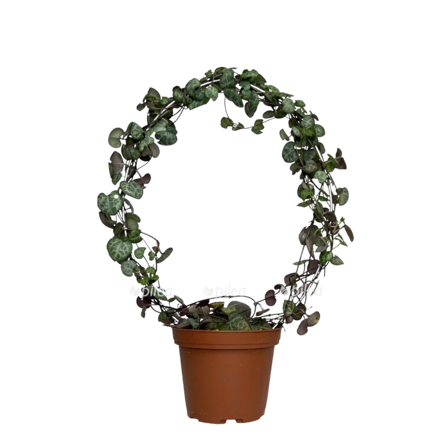 da6e48ff e629 409e a6d7 fd0ccd75937e