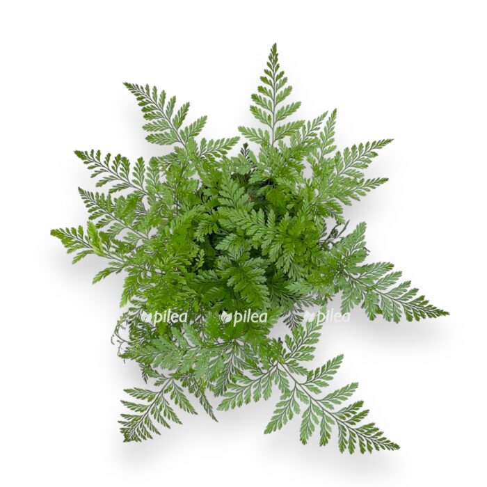 davalliya fidzhijskaya e1706469585328