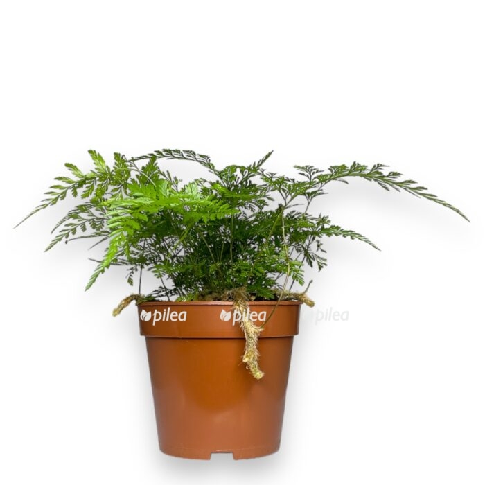 davalliya fidzhijskaya e1706469594527