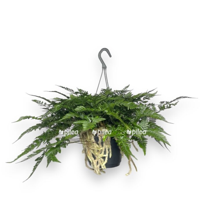 davalliya humata taermani podvesnoj 1 e1711047354901