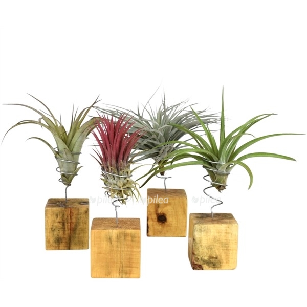 db4249bb 2465 46b0 a73f 440bb118f18f