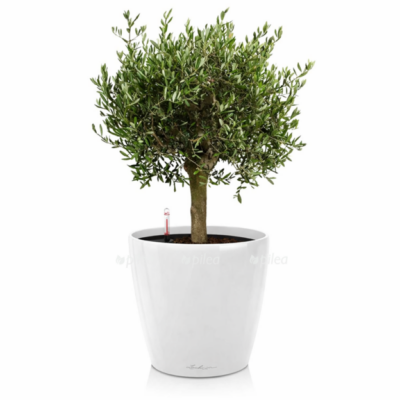 de60adee 1abb 433d b9ba a787d404bb64 e1768232963712