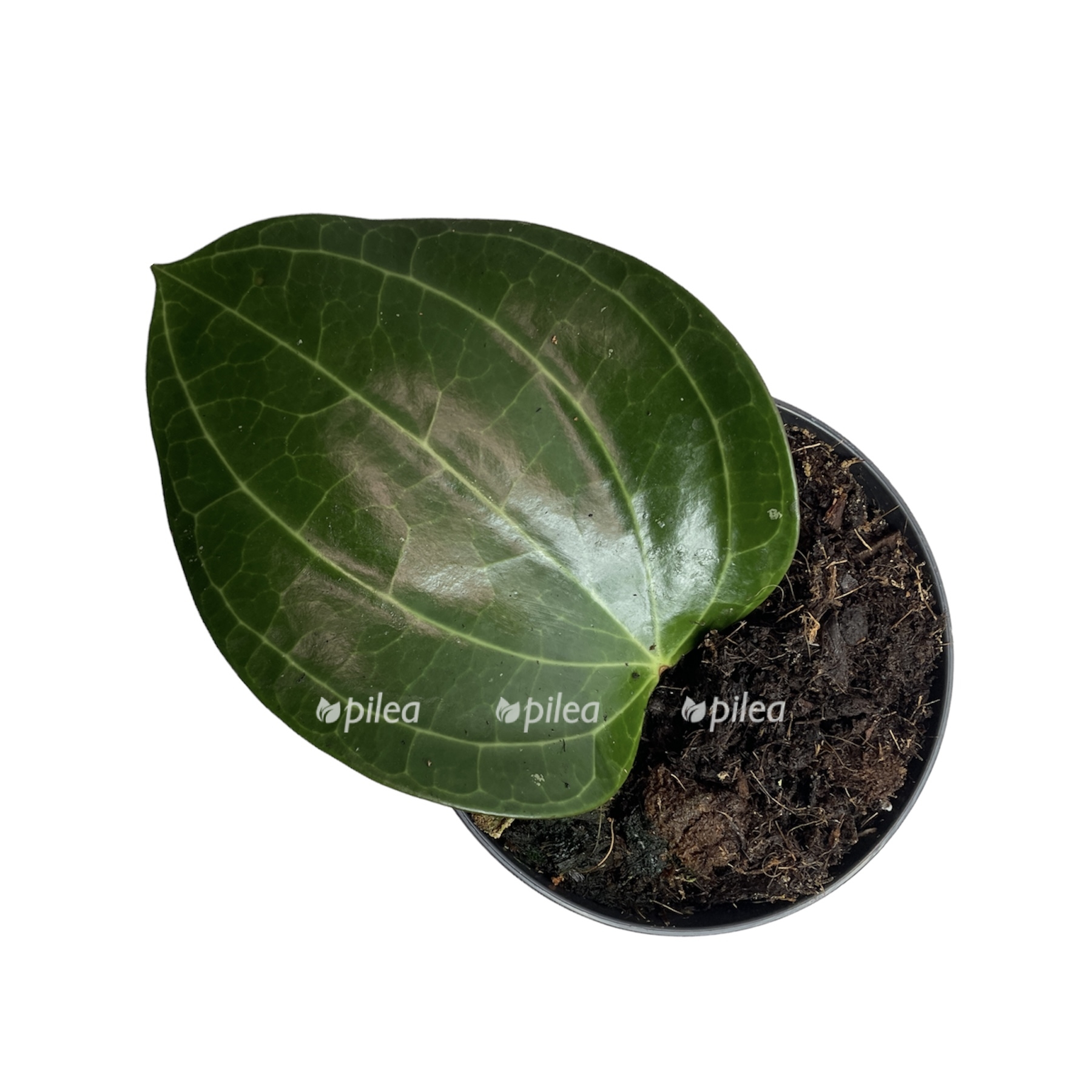 def030cf 8d46 4d35 882b d93fdbd15e74