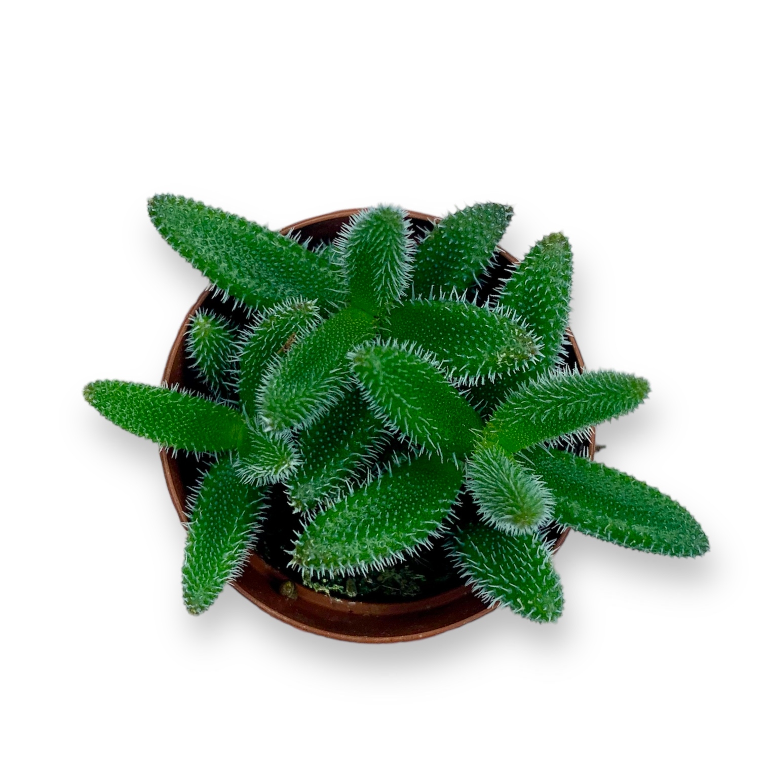 delosperma echinatum