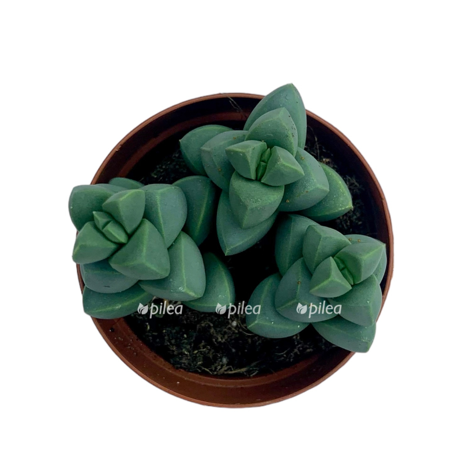 delosperma-lehmannii-1.jpg delosperma lehmannii 1