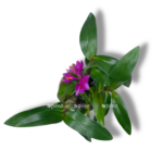 dendrobium hibiki