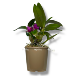 dendrobium hibiki