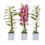 dendrobium nobile