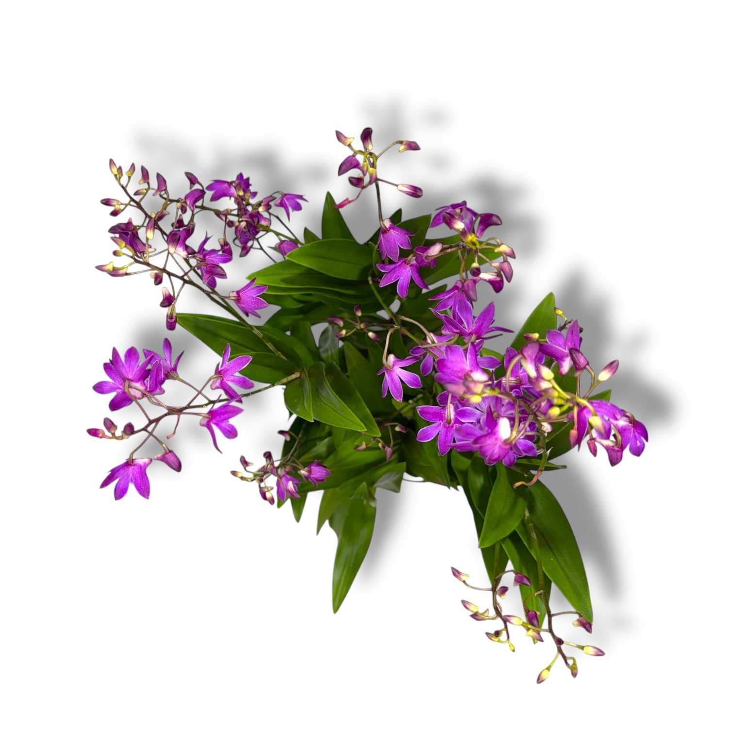 dendrobium sanok berri oda