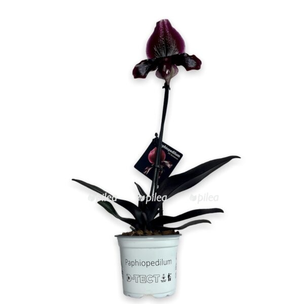 df11c665 2ca6 49a3 a75b c890025e1419 e1667334009341