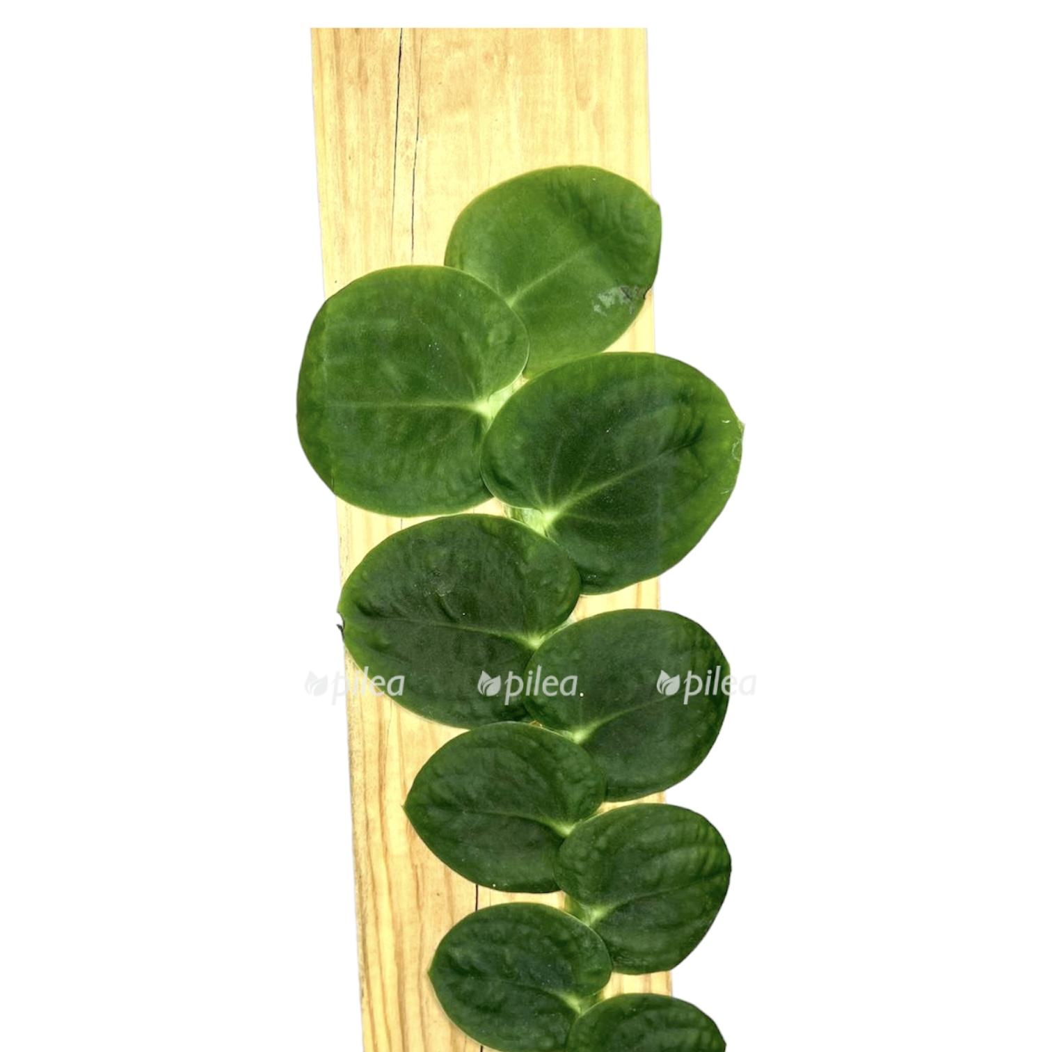 dffbb820 1861 40be 874c 86cee8016e55