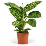dieffenbachia reflector 2