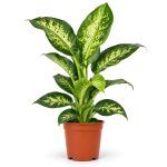 dieffenbachia seguine tropic snow 1