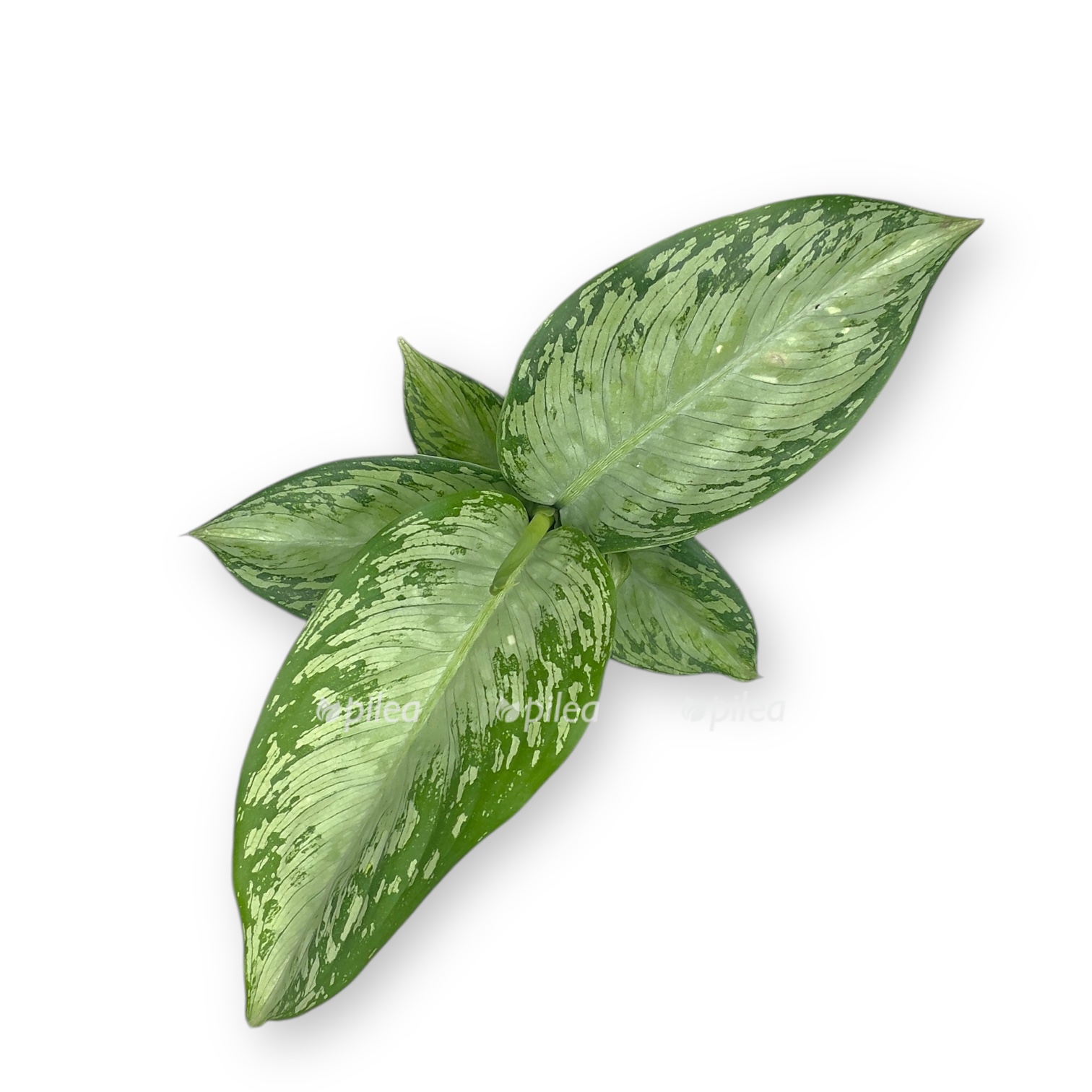 dieffenbachia sterling