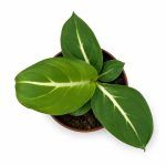 dieffenbachia sterling 1