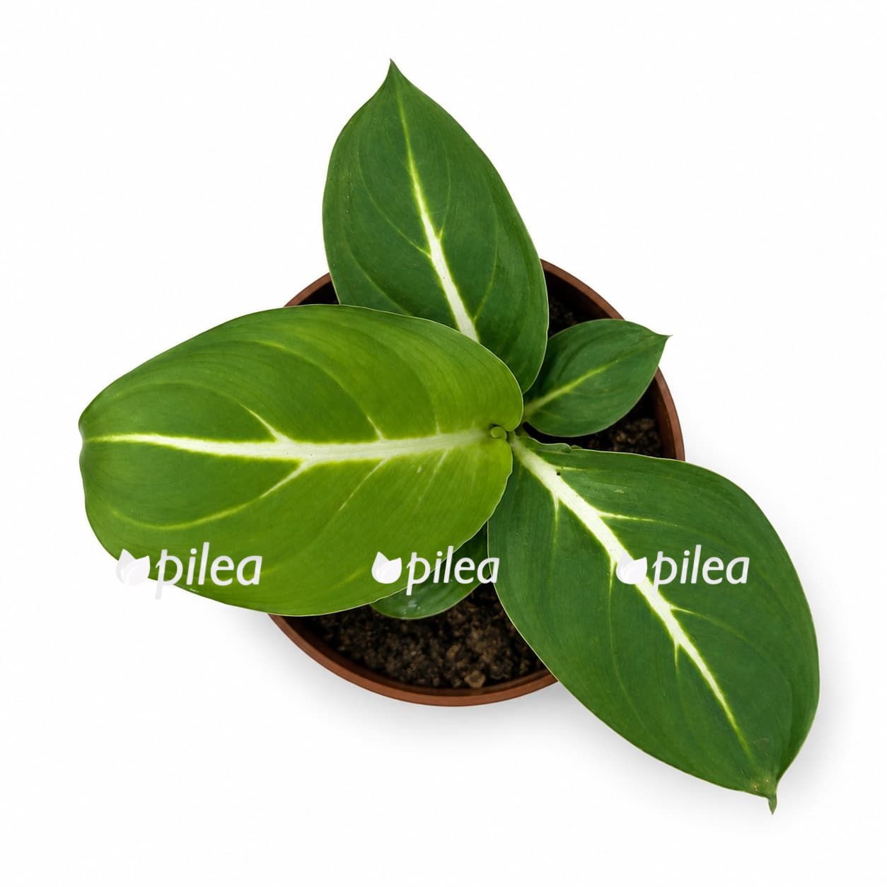 dieffenbachia sterling 1