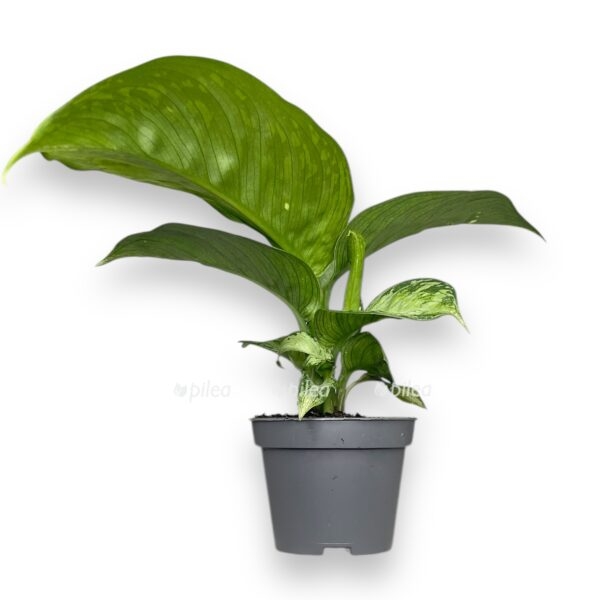 dieffenbachia sterling e1736694761147