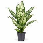 dieffenbachia white etna 1