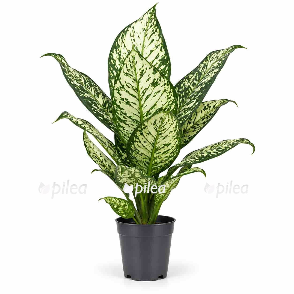 dieffenbachia white etna 1