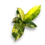 diffenbahiya big ben variegata e1736624643323
