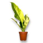 diffenbahiya big ben variegata e1736624652340