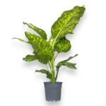 diffenbahiya chiitah e1709486448208