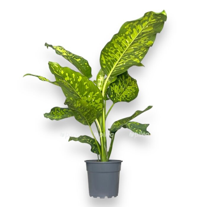 diffenbahiya chiitah e1709486448208