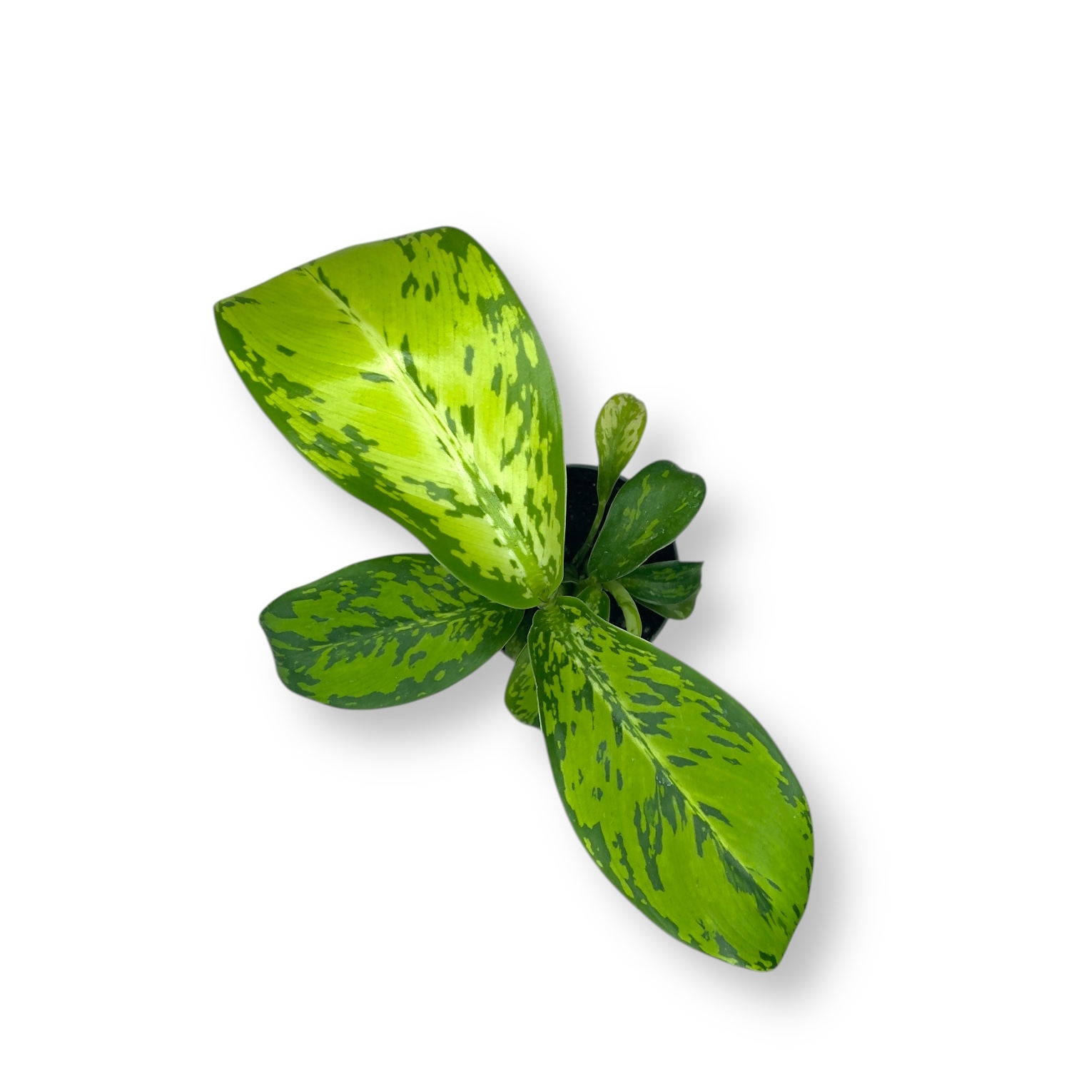 diffenbahiya drakon skale krokodil 1 1