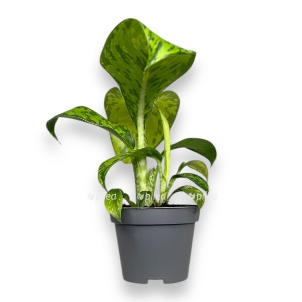 diffenbahiya drakon skale krokodil e1737946360867